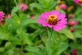 Pink zinnia flower in spring and summer nature outdoor background, Closeup of Flower blooming in nature background Royalty Free Stock Photo