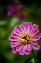 Pink Zinnia flower in summer garden Royalty Free Stock Photo