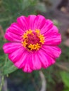 Pink zinnia flower with yellow stamens. The dew drops on the petals. Royalty Free Stock Photo