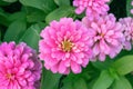 Pink Zinnia flower Zinnia violacea Cav. in summer garden on sunny day. Royalty Free Stock Photo