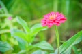 Pink Zinnia flower (Zinnia violacea Cav.) in summer garden on sunny day. Zinnia is a genus of plants of the sunflower tribe Royalty Free Stock Photo