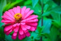 Pink Zinnia flower (Zinnia violacea Cav.) in summer garden on sunny day. Zinnia is a genus of plants of the sunflower tribe Royalty Free Stock Photo