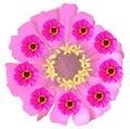 Pink Zinnia flowers arranged in a circle on a white background Royalty Free Stock Photo
