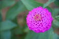Pink  zinnia flowers blooming with beautiful petals and soft blur  in a Thai public park 1 Royalty Free Stock Photo