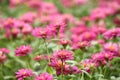 Pink zinnia flowers garden Royalty Free Stock Photo