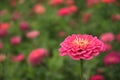 The pink zinnia flowers in the garden