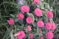 Pink zinnia flowers 3136 Royalty Free Stock Photo