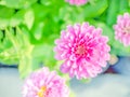 Pink zinnia flowers top view blossom flower in the nature beautiful background Royalty Free Stock Photo