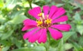 Pink zinnia in full bloom. Royalty Free Stock Photo