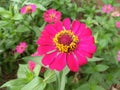 Pink zinnia in full bloom. Royalty Free Stock Photo