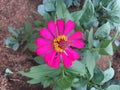 Pink Zinnia House leaves green Royalty Free Stock Photo