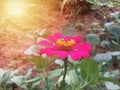 Pink Zinnia House leaves green Royalty Free Stock Photo