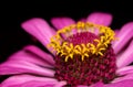 Zinnia Macro Selective Focus