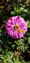 Pink zinnia with orange Cosmo petal