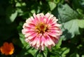 Pink Zinnia Whirligig flower against green foliage