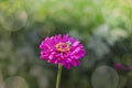 Pink zinnias flower blooming in garden bumblebee collecting nectar Royalty Free Stock Photo