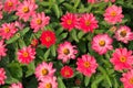 Pink Zinnias