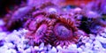 Pink zoanthus polyps on macro underwater photography scene