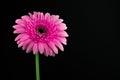 Pink Gerbera Flower