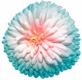 Pinkand turquoise  chrysanthemum.  Flower on white  isolated background with clipping path.  For design.  Closeup. Royalty Free Stock Photo