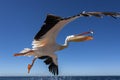 Pinkbacked Pelican - Welvis Bay - Namibia Royalty Free Stock Photo