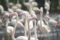 Flamingos standing next to a pond