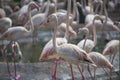 Flamingos standing next to a pond