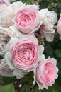 The pinkest of roses