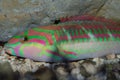 Five Stripe Coris Wrasse Royalty Free Stock Photo