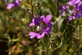 Pinkfairy flower, Clarkia pulchella