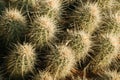 Pinkflower Hedgehog Cactus