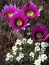 Pinkflower hedgehog cactus, Coconino National Forest, Arizona Royalty Free Stock Photo