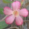Pinkflower Royalty Free Stock Photo
