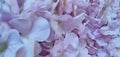 Pinkflower Royalty Free Stock Photo