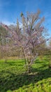 A pinkflowered tree stands amidst a grassy field under the open sky Japanese cherry blossom Maschsee Hanover Royalty Free Stock Photo