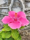 PinkHibiscus Jaswand Hibiscus Royalty Free Stock Photo