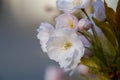 Pinkish blossom of a tree on a blue background