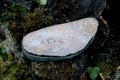 Pinkish calcite, dolomite and agate on basalt