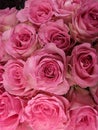 Pinkish colorful roses on Valentine& x27;s day gift to show love