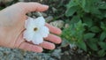 White petunia flower on the palm in the garden Royalty Free Stock Photo