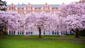 The Pinkish Dream In University Of Washington During The Cherry Blossom Spectacle In Spring
