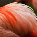 Pinkish orange Flamingo feathers
