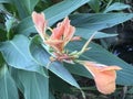 Pinkish orange Indian Shot or Canna Lily & x28;Canna indica L.& x29; flowers by the lake Royalty Free Stock Photo