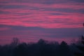 Pink Sunrise cirrostratus clouds over dark treeline