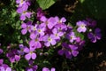 Pinkish-purple flowers of Aubrieta deltoidea Rock Cress, False Rockcress, Lilacbush, Rainbow Rockcress, Alyssum Deltoideum Royalty Free Stock Photo