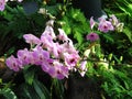 Pinkish Purple Orchids Royalty Free Stock Photo