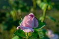 Pinkish purple roses bloom in the rose garden amid beautiful rose buds in the sunset Royalty Free Stock Photo