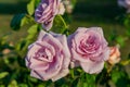 Pinkish purple roses bloom in the rose garden amid beautiful rose buds in the sunset. Royalty Free Stock Photo