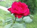 Red roses in Sri Lanka