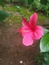 Pinkish red flower side view